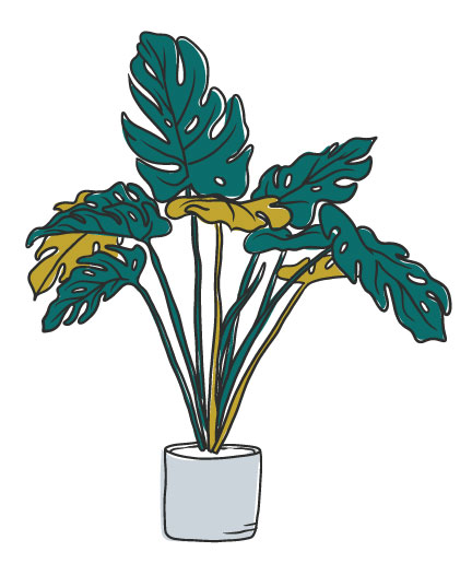 graphic designed fig plant